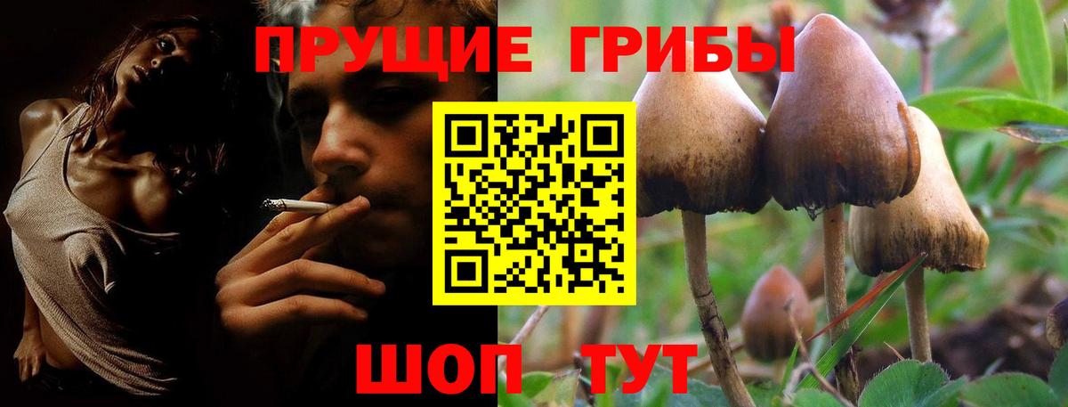 Псилоцибиновые грибы Magic Shrooms  продажа наркотиков  Новозыбков  Вход с VPN 